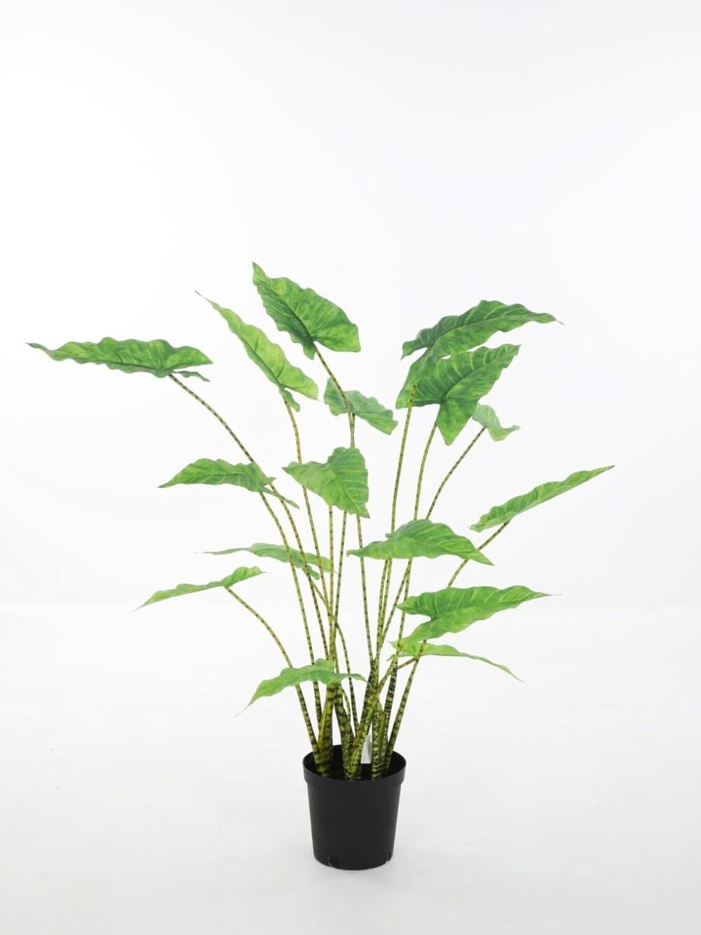 Alocasia Zebrina 110cm