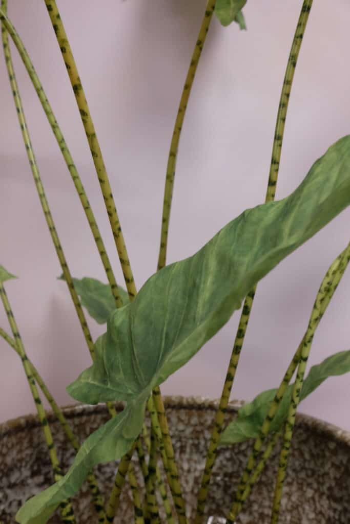 Alocasia Zebrina 110