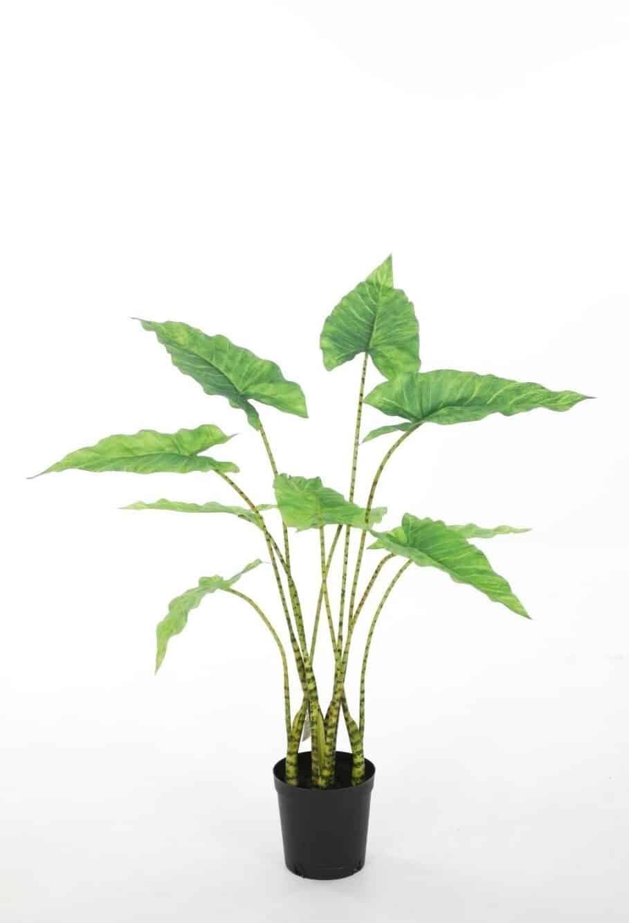 Alocasia Zebrina 85cm