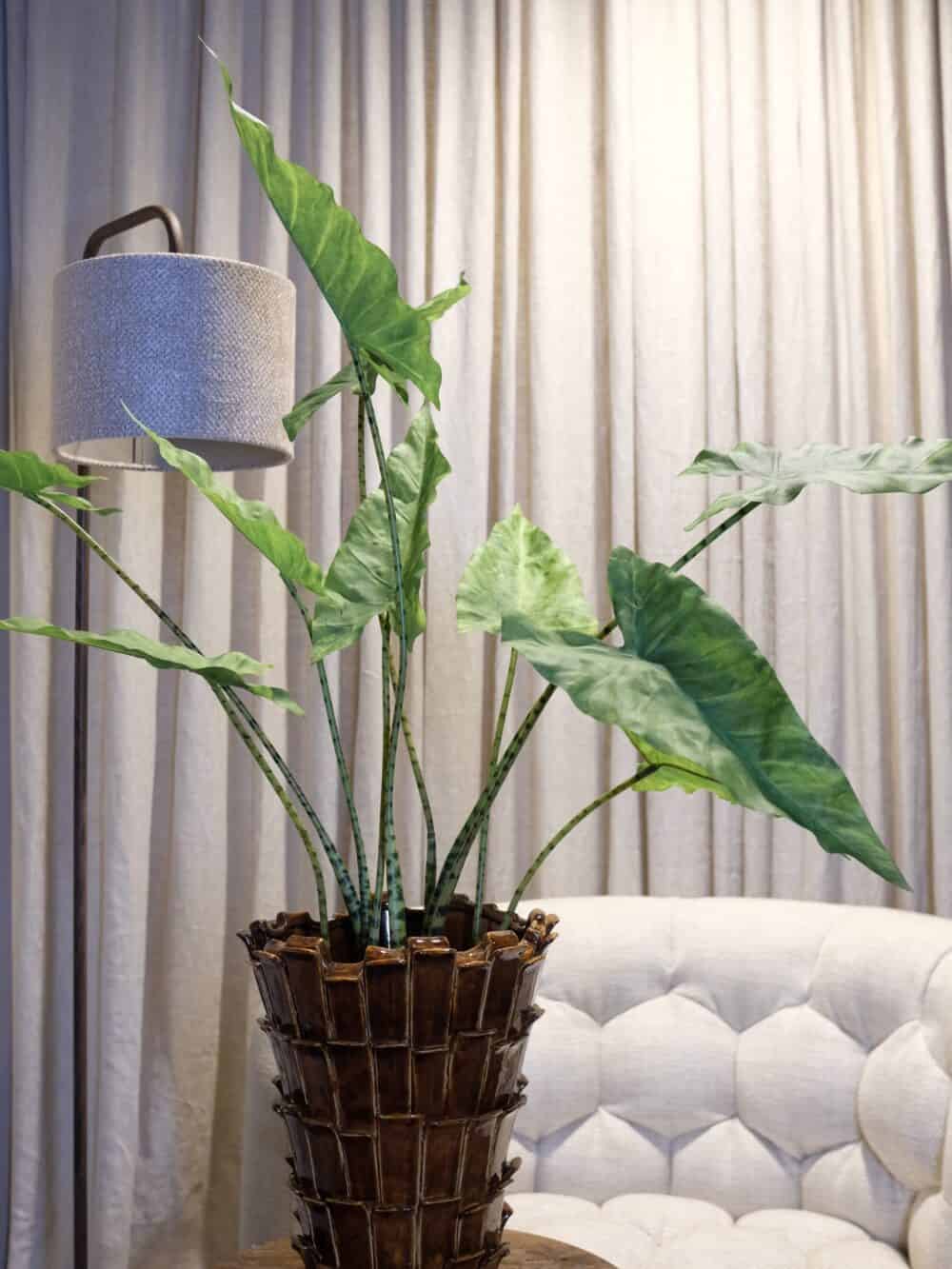 Alocasia Zebrina 60