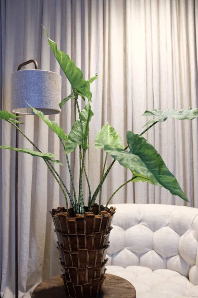 Alocasia Zebrina 60