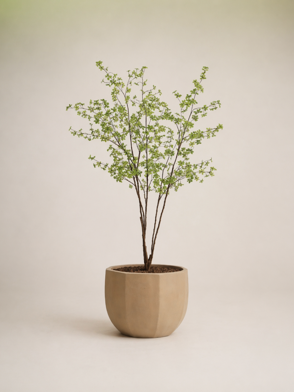 Pittosporum kunstboom 250cm