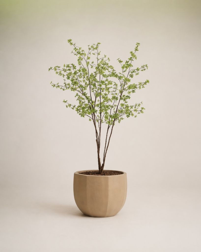 Pittosporum kunstboom 250cm