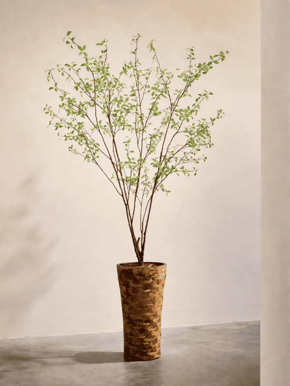 Pittosporum kunstboom 250cm