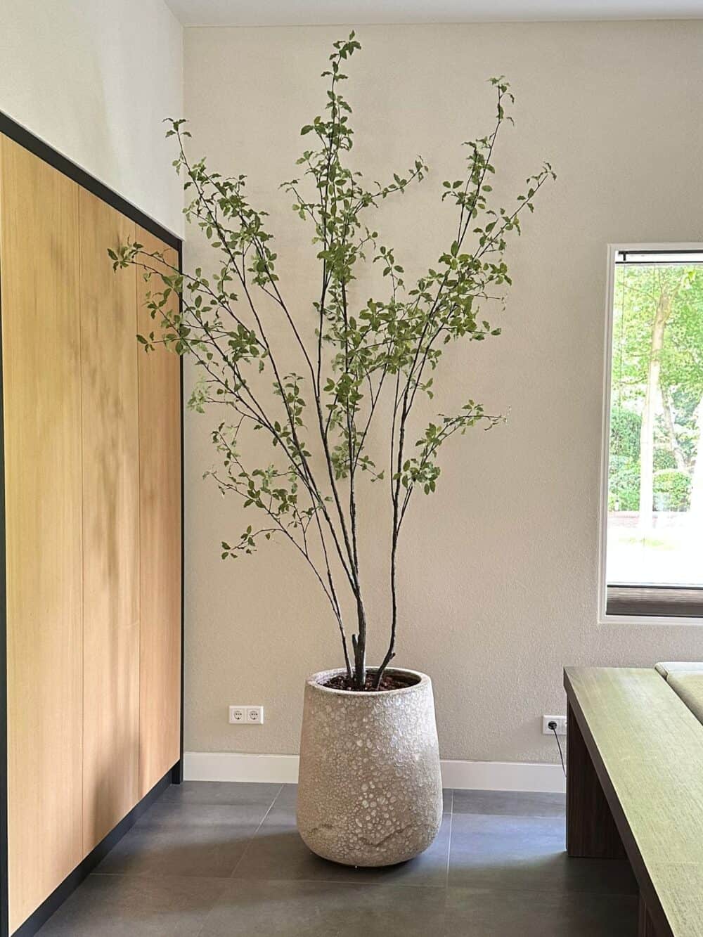 Pittosporum kunstboom 250cm