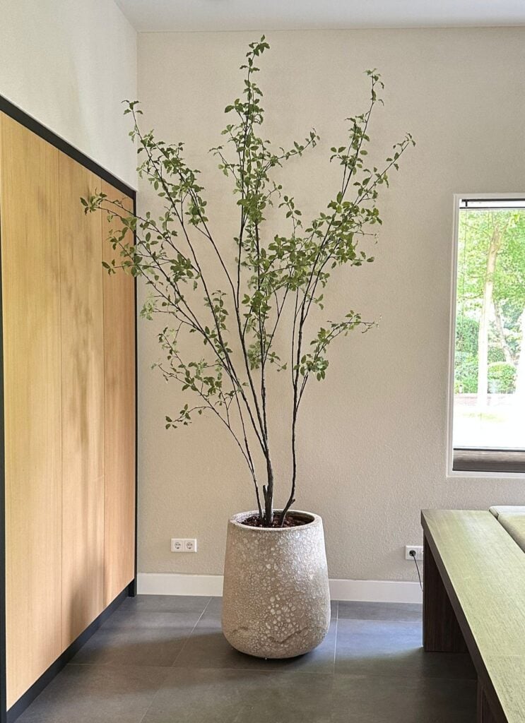 Pittosporum kunstboom 250cm