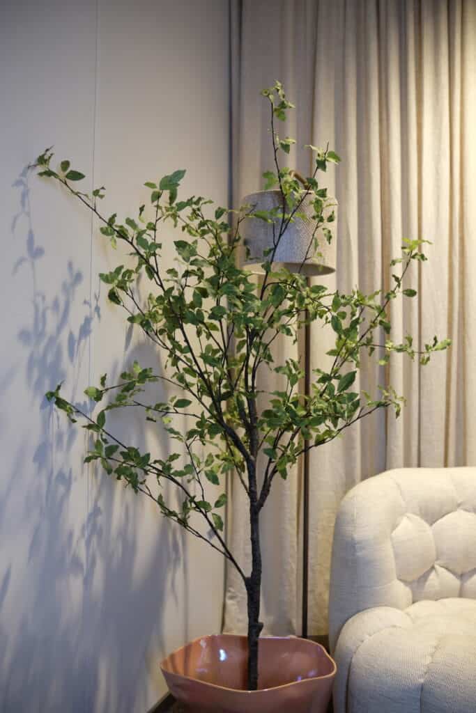 pittersporum.1