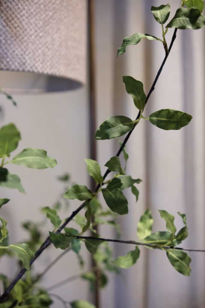 pittersporum.3