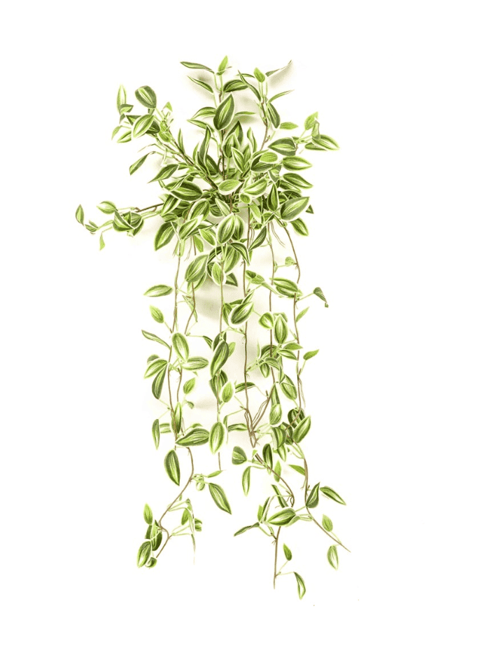Tradescantia