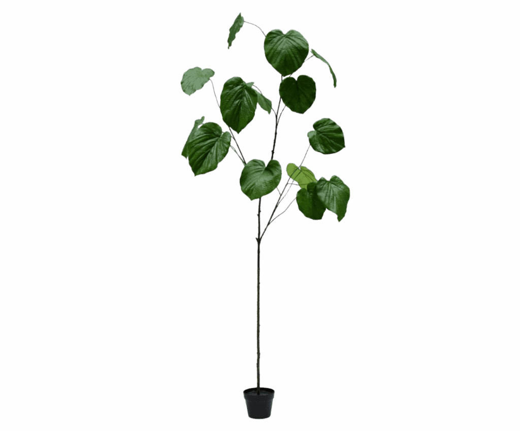 FICUS In POT Silk-ka 210 cm