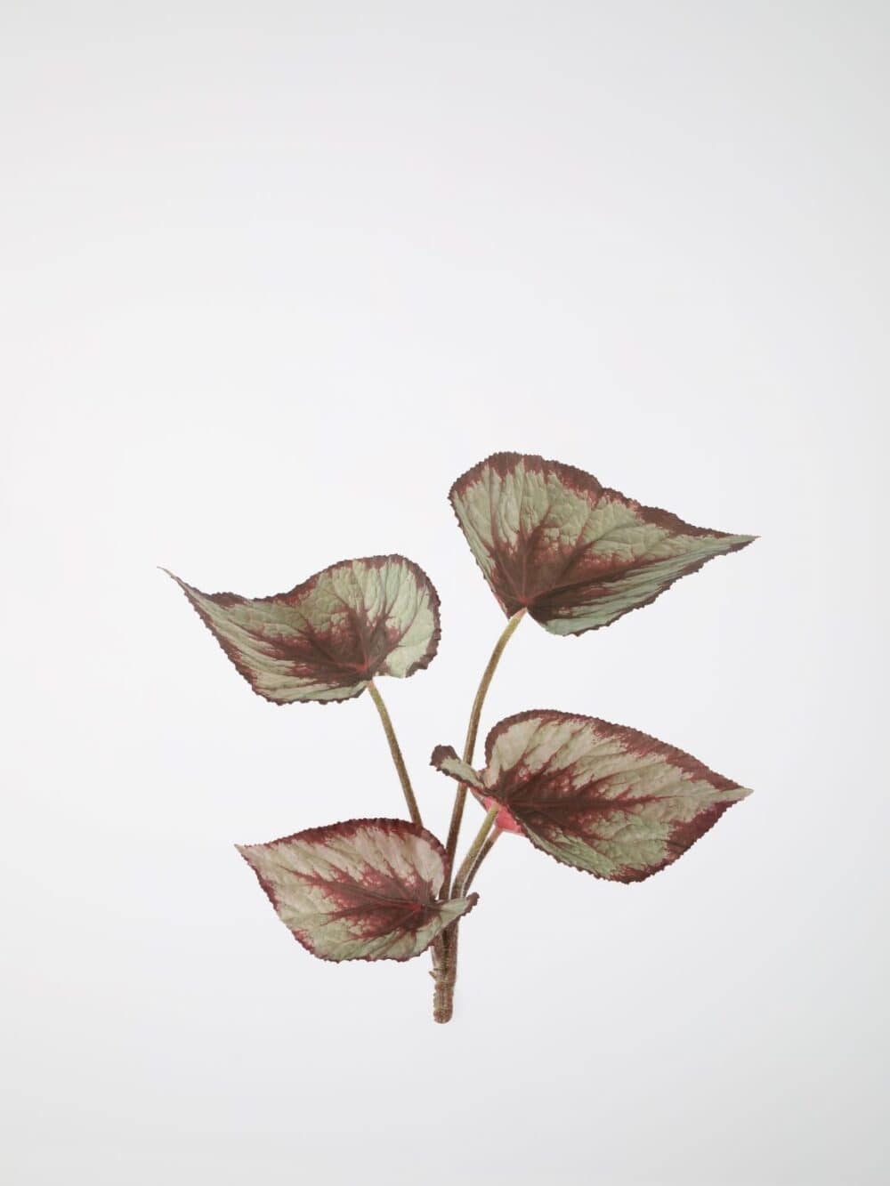 Begonia Rex steker 35cm bruin groen