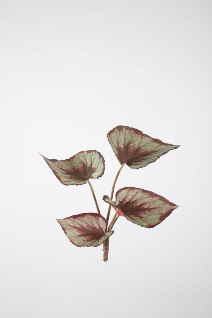 Begonia Rex steker 35cm bruin groen