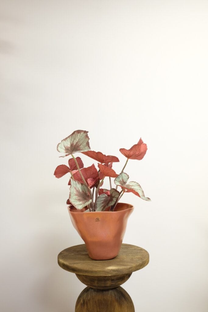 Kunstplant begonia steker
