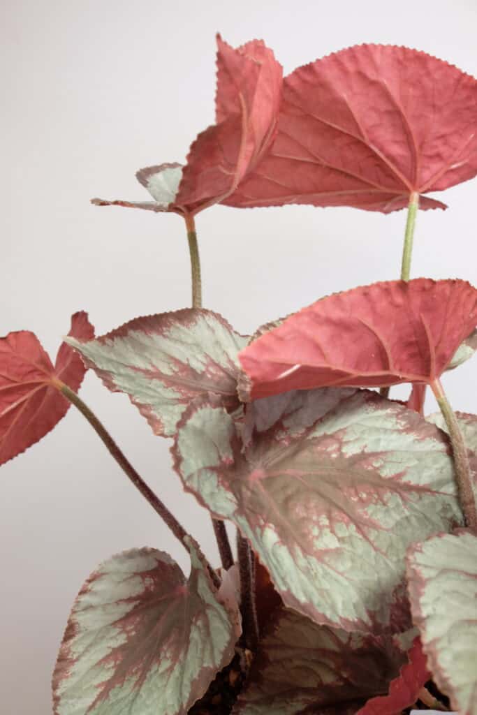 Kunstplant begonia steker