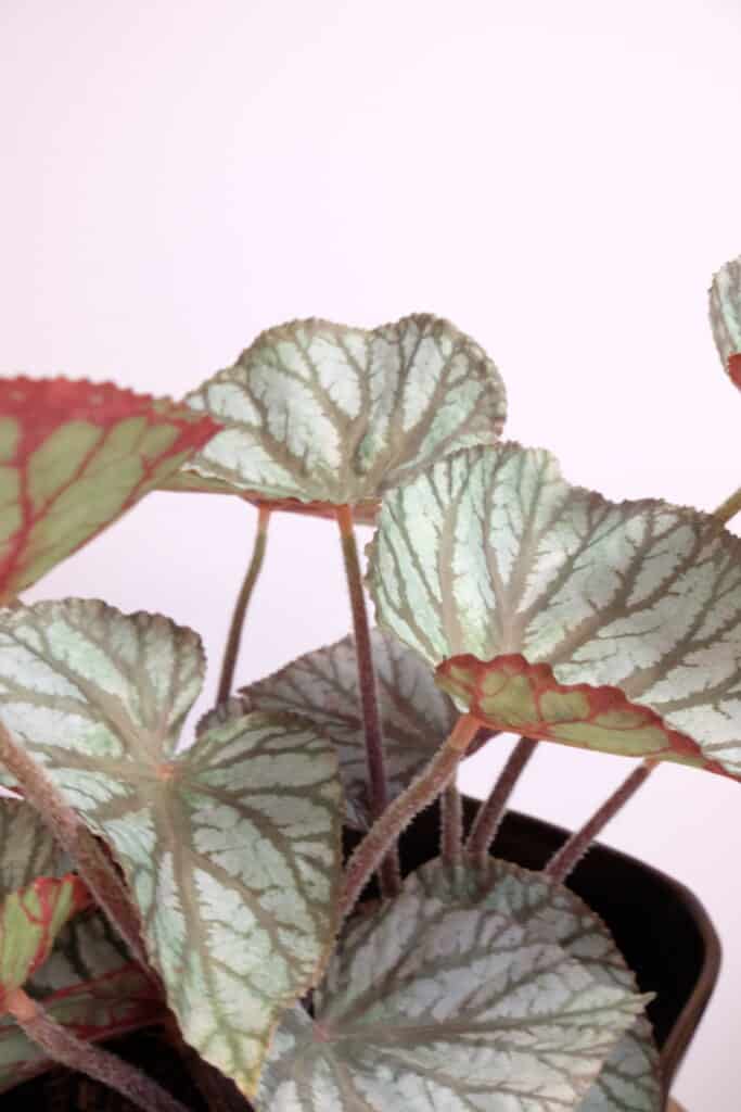 Begonia kunstplant steker 35cm