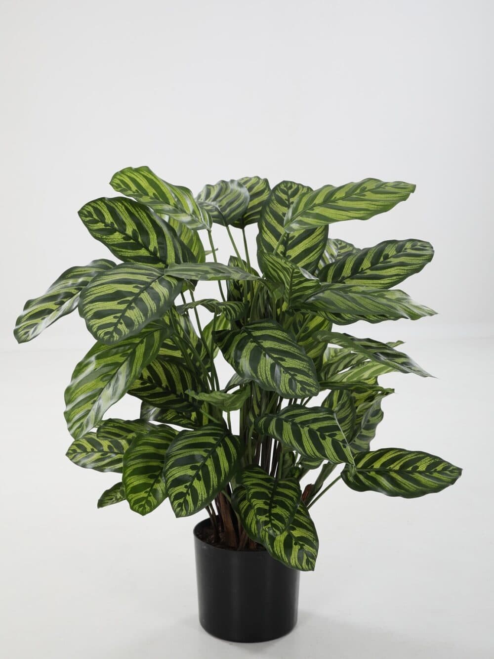 kunstplant Calathea Makoyana 78cm