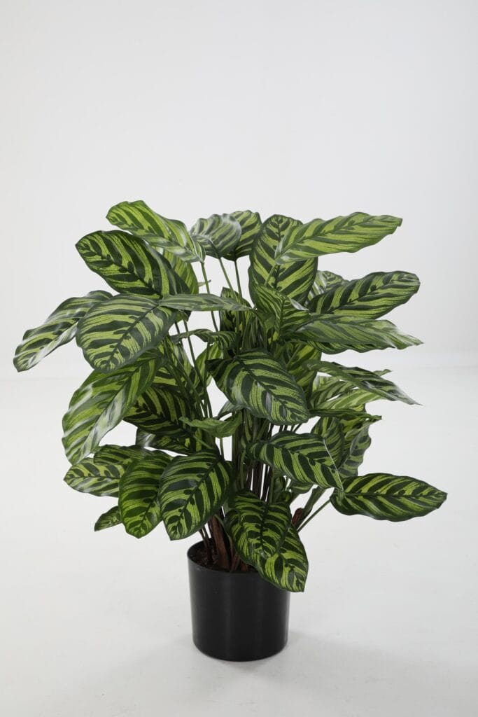 kunstplant Calathea Makoyana 78cm