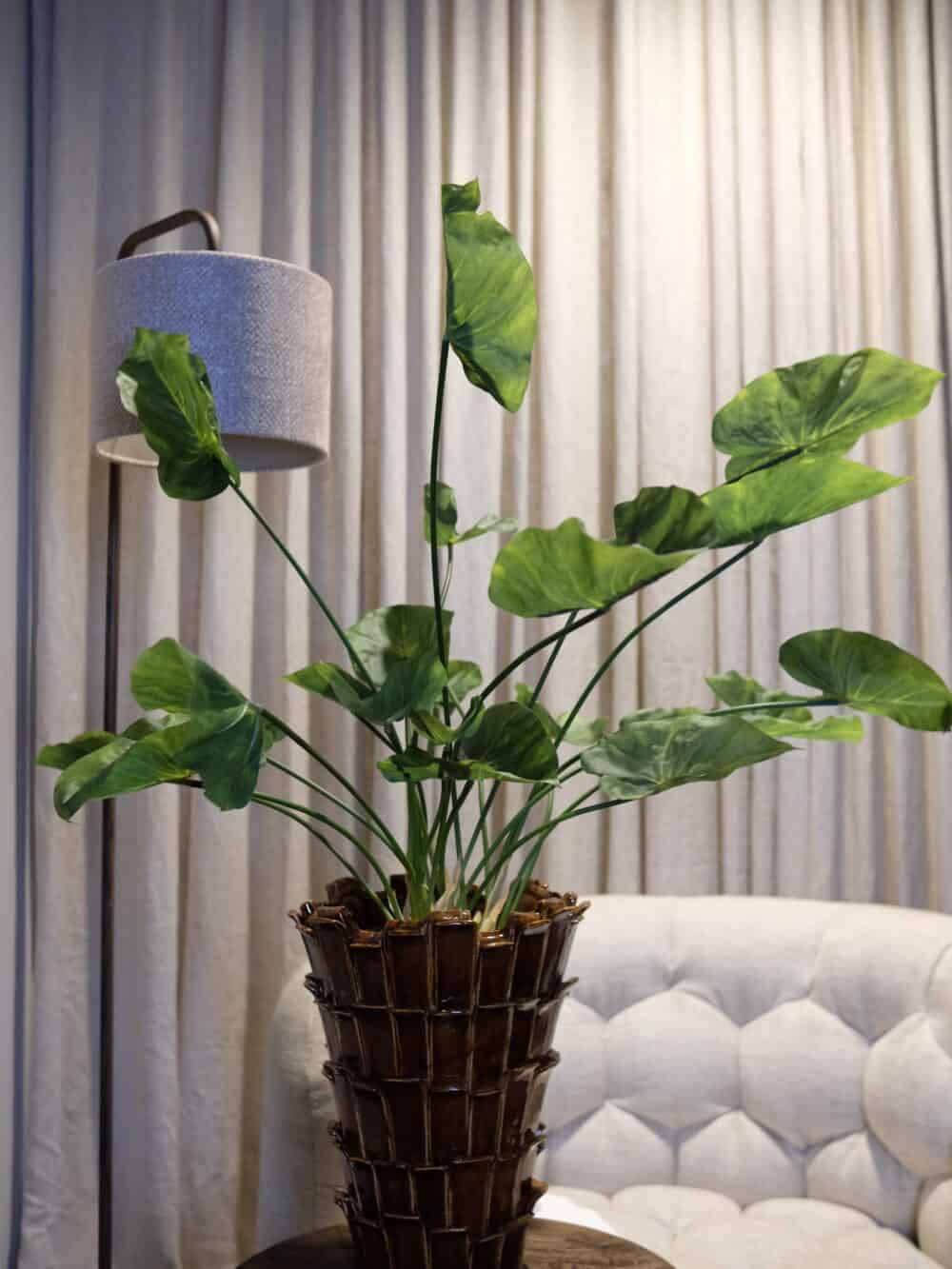 Caladium steker