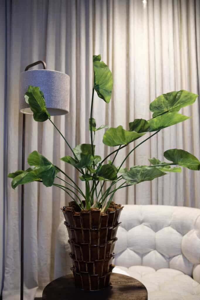 Caladium steker