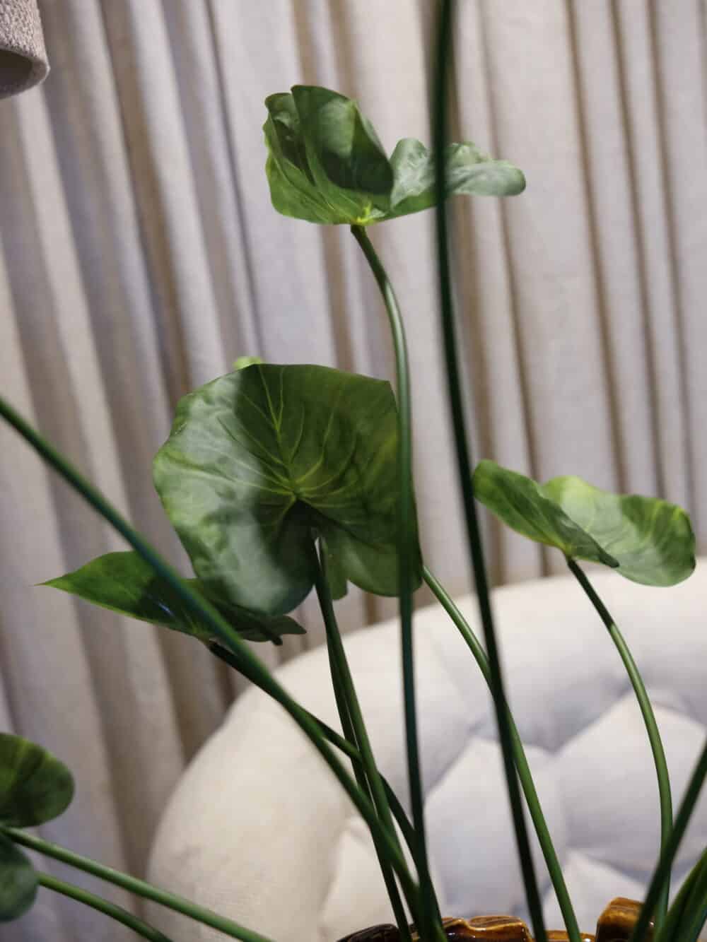 Caladium steker