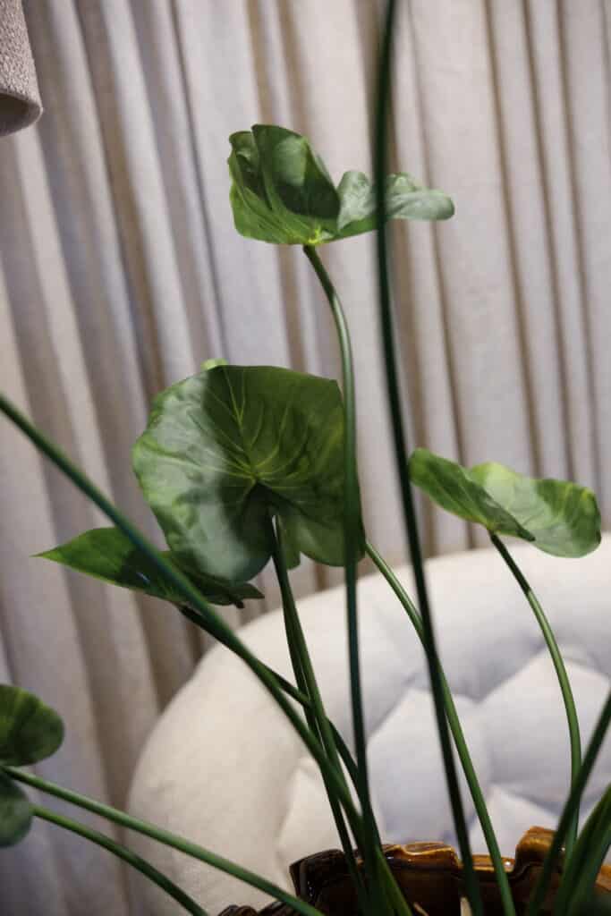 Caladium steker