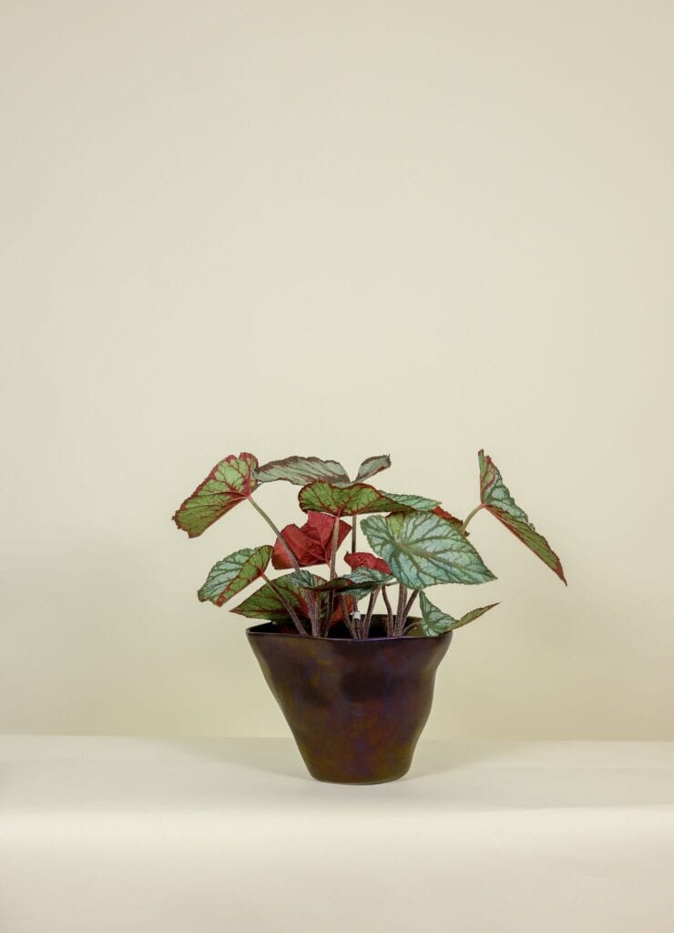 Begonia kunstplant steker 35cm bruin groen