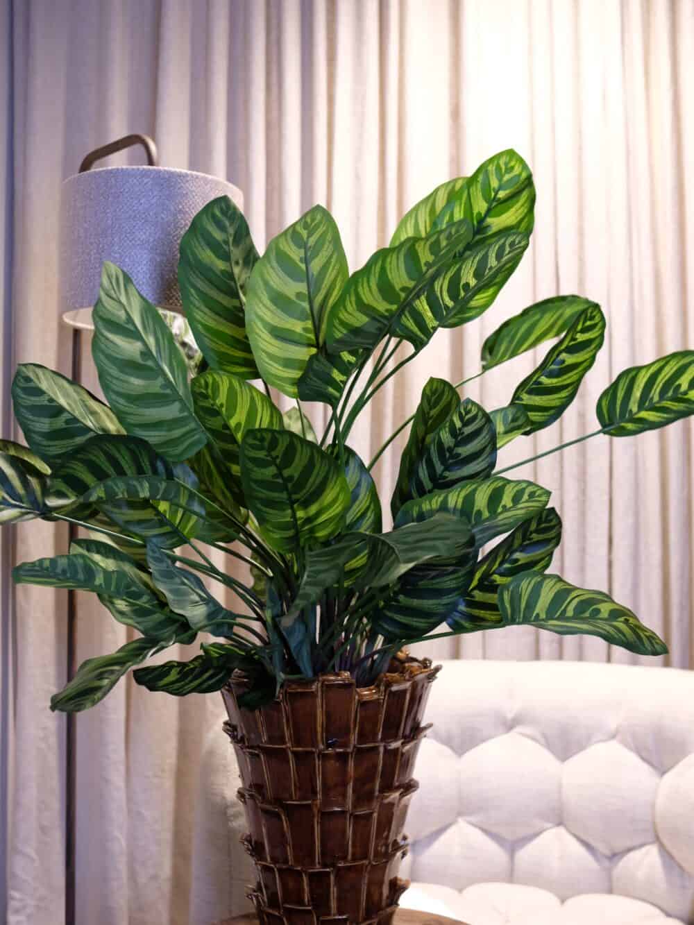 Caladium