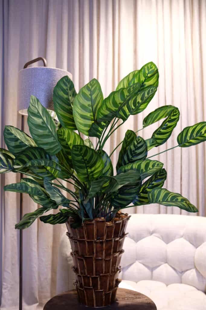 Caladium
