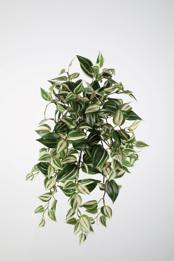 Tradescantia hangplant gemêleerd 55cm