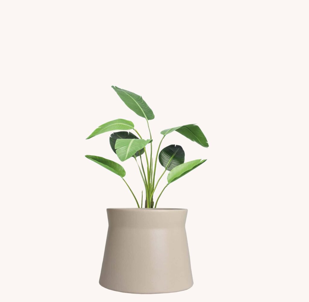 De kunst Strelitzia: tropische luxe zonder onderhoud