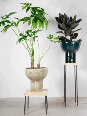 Pot reactive sandy brown H50