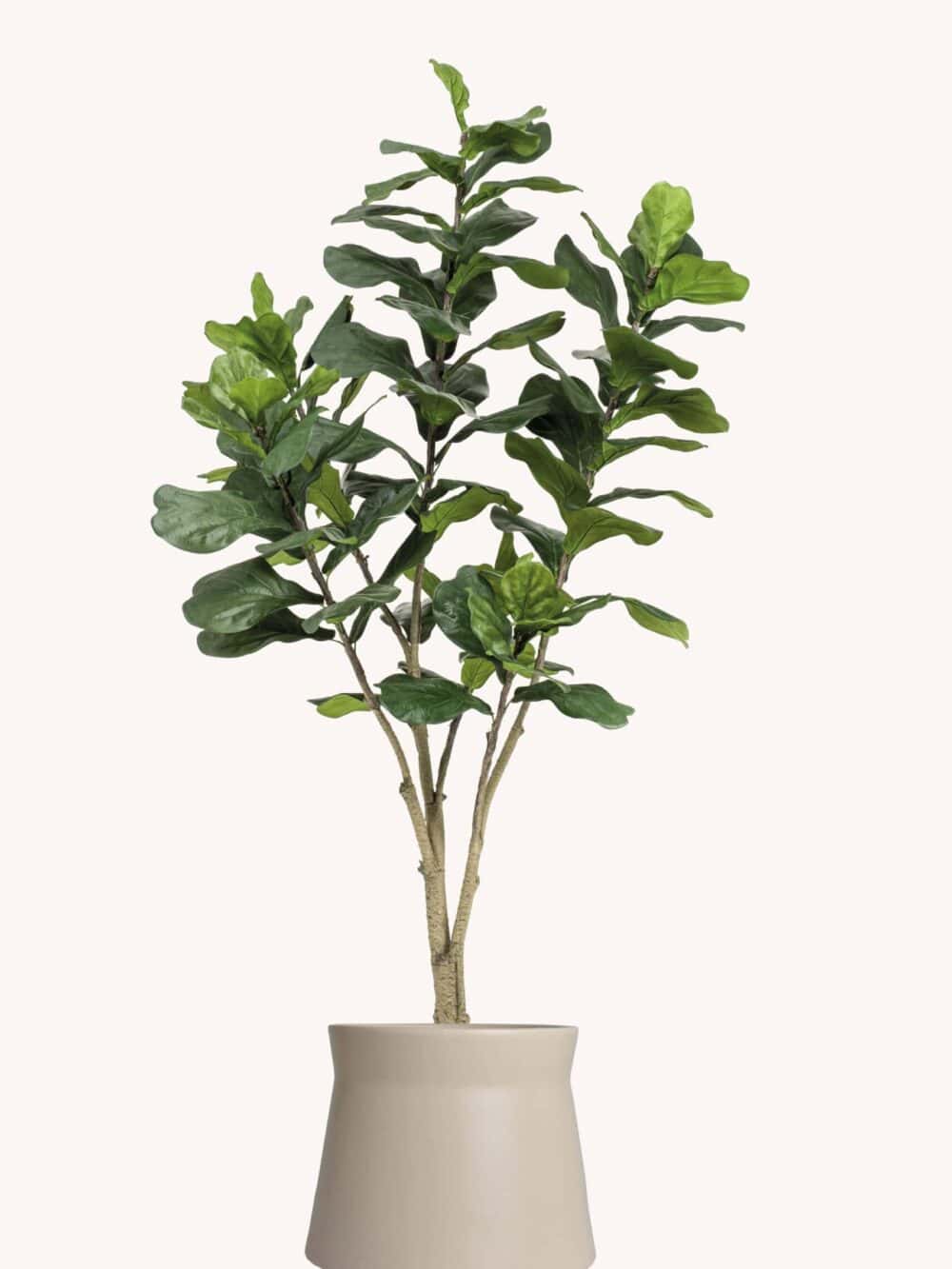 Ficus Lyrata – stijlvolle elegantie met grootse bladeren