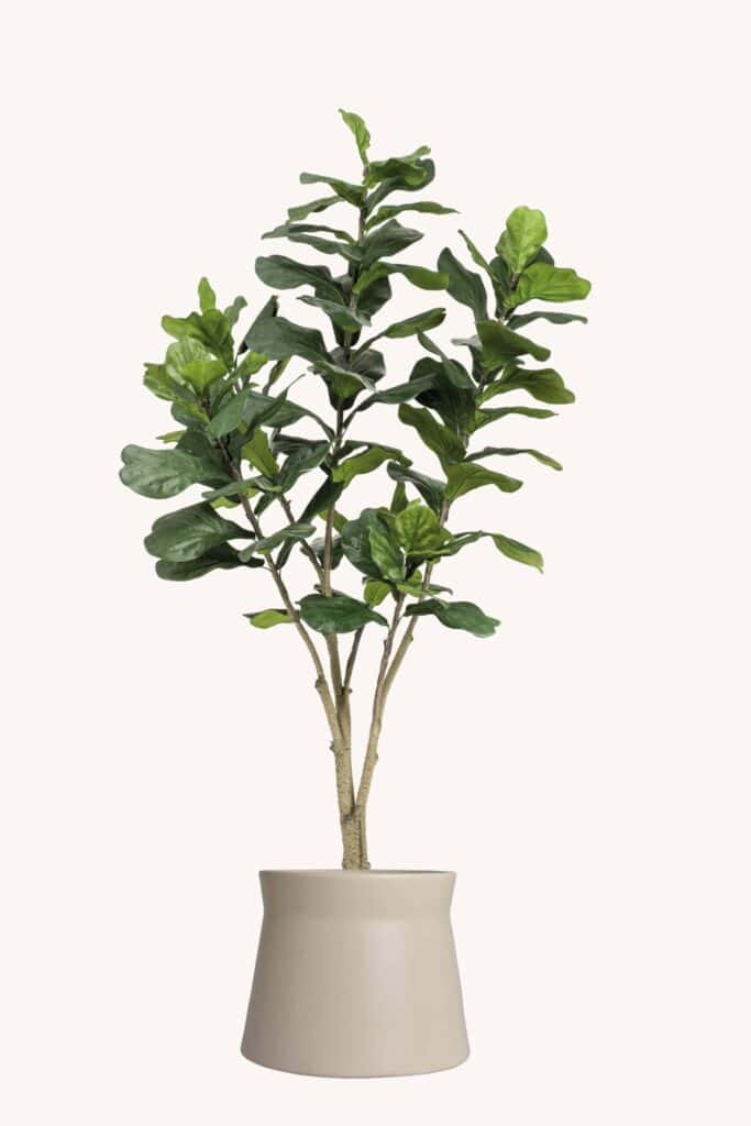 Ficus Lyrata – stijlvolle elegantie met grootse bladeren