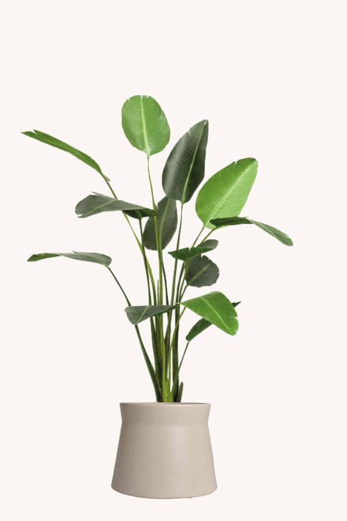 De bananen kunstplant: een tropisch statement in huis en op kantoor