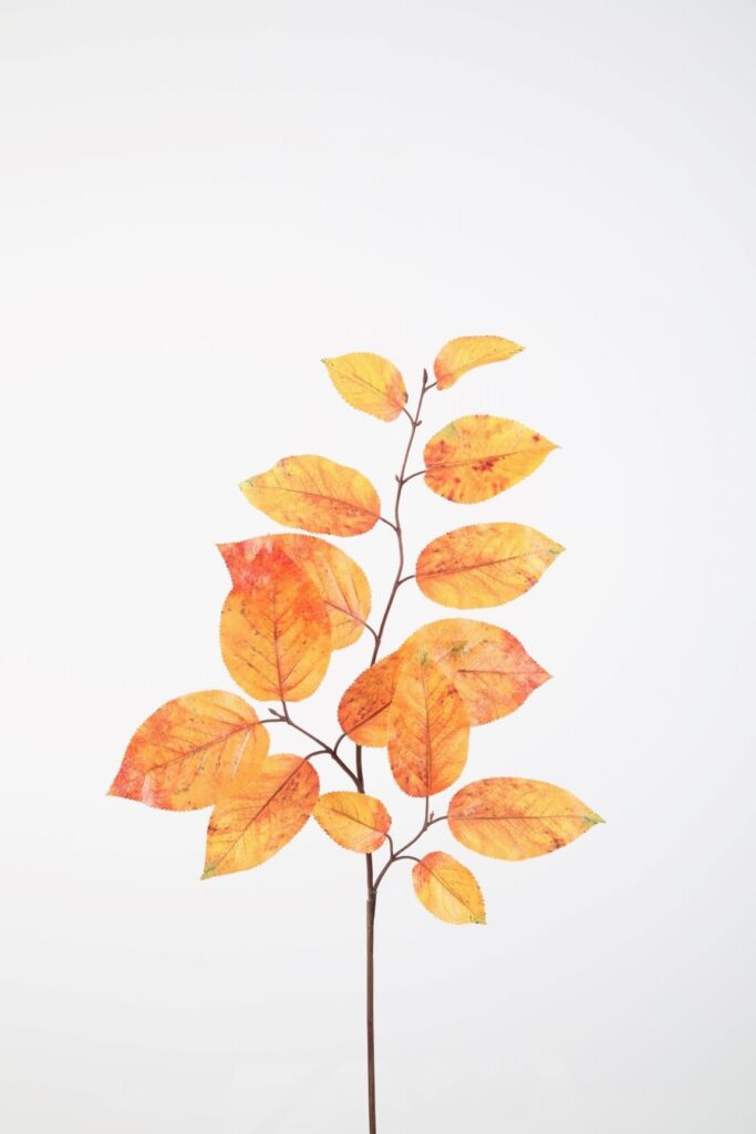 Appeltjesblad oranje deluxe 74cm