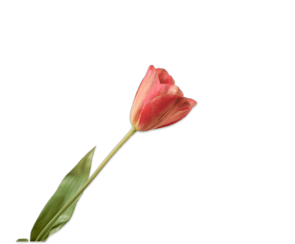 Zijden kunsttulp Silk-ka rood roze