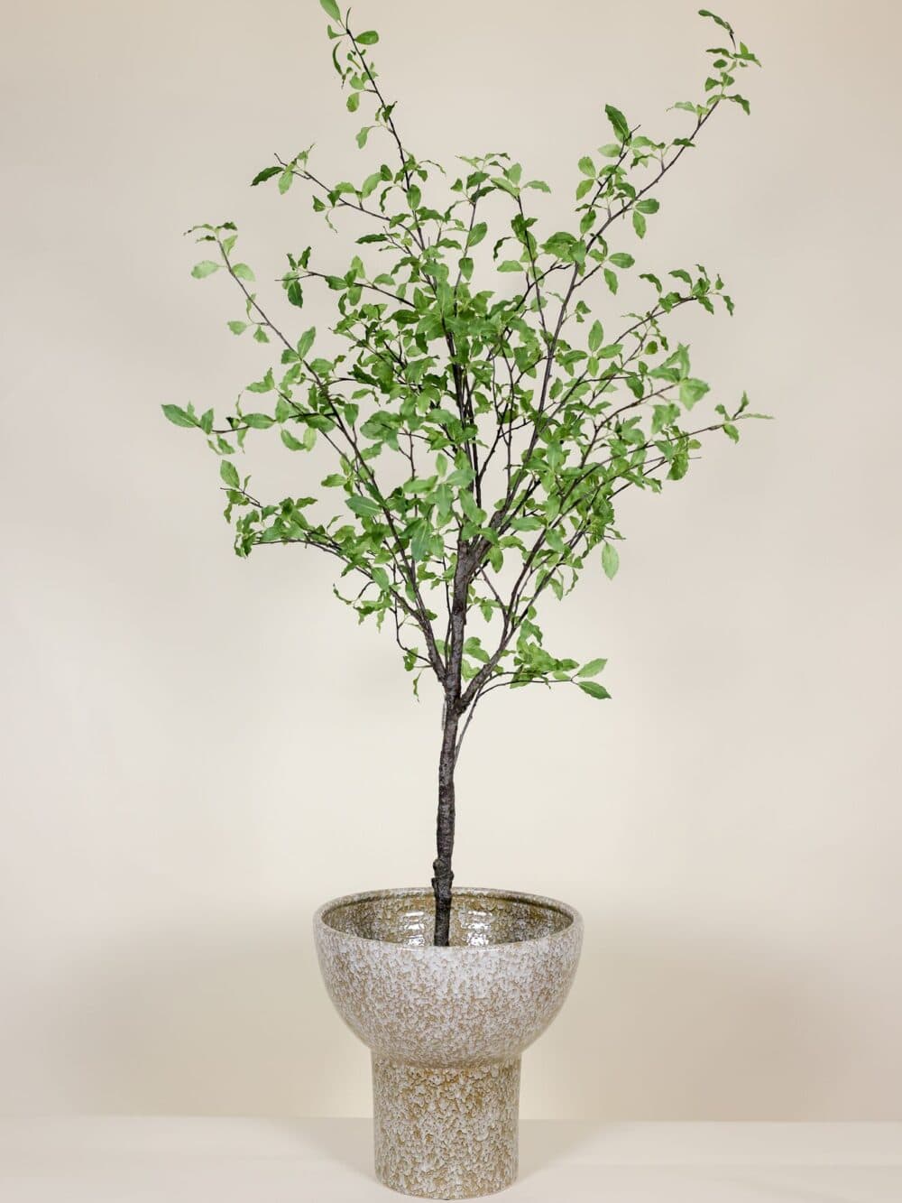 kunstboom Pittosporum in Pot 165cm