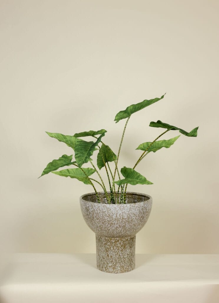 Kunstplant Alocasia Zebrina 85cm
