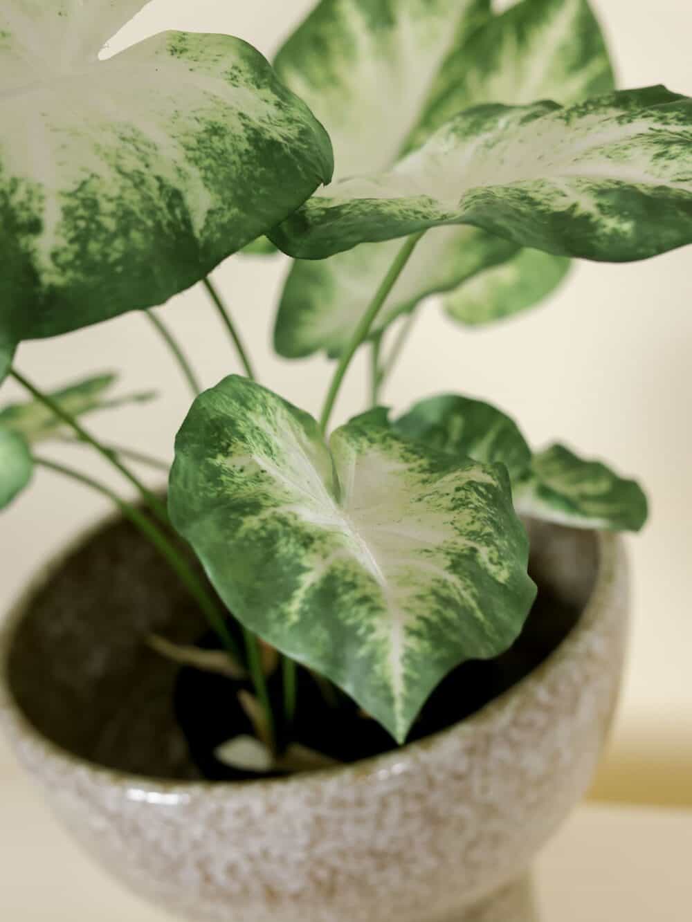 Kunstplant real touch Caladium in Pot 80cm