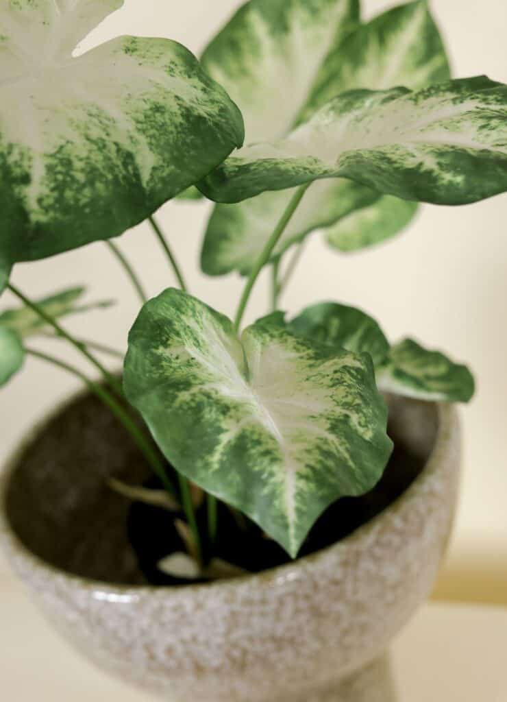 Kunstplant real touch Caladium in Pot 80cm