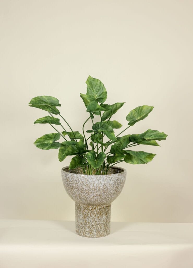 Kunstplant Caladium steker 70 cm