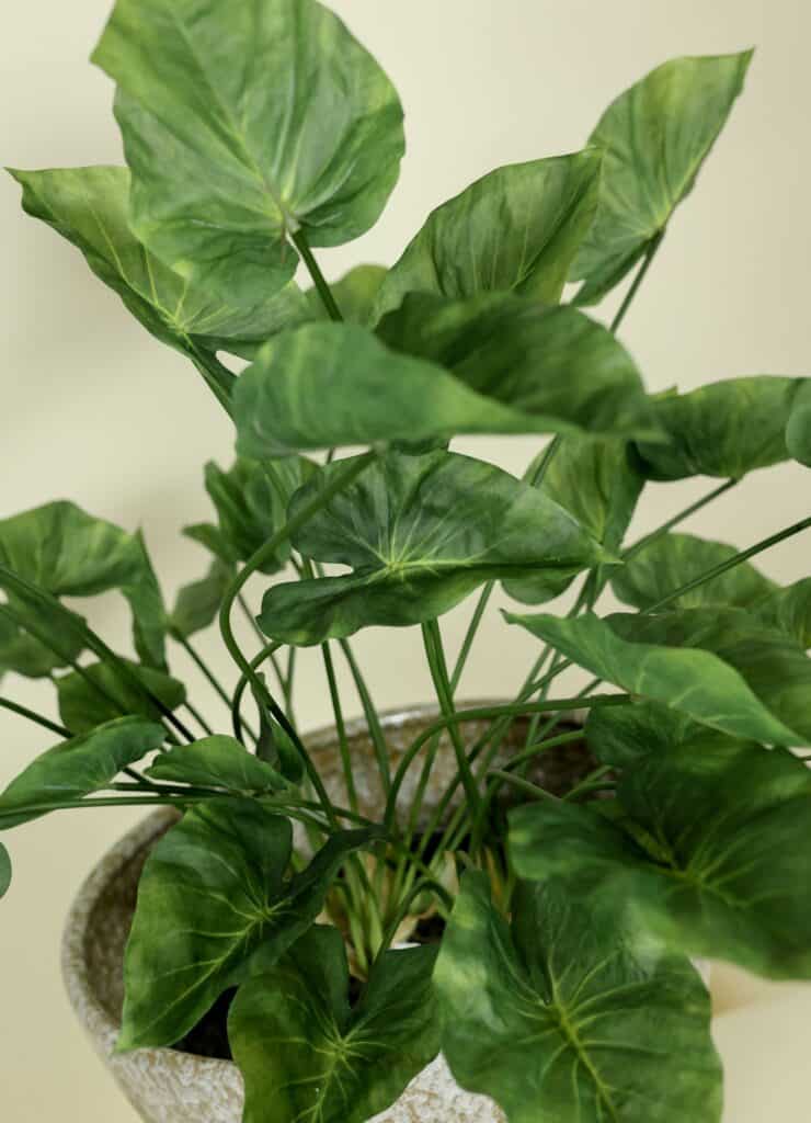 Kunstplant Caladium steker 70 cm