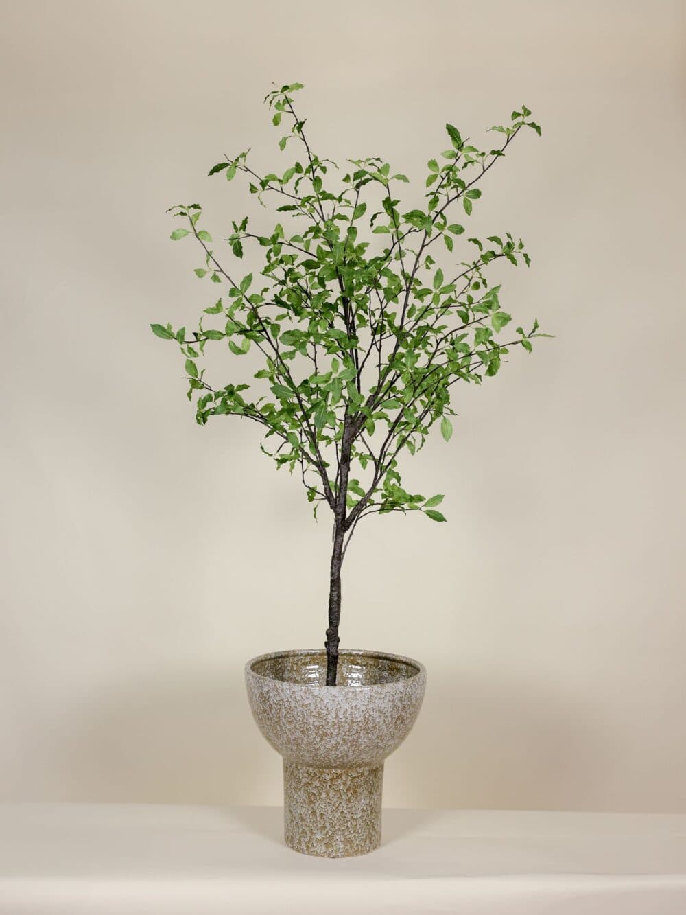 kunstboom Pittosporum in Pot 165cm