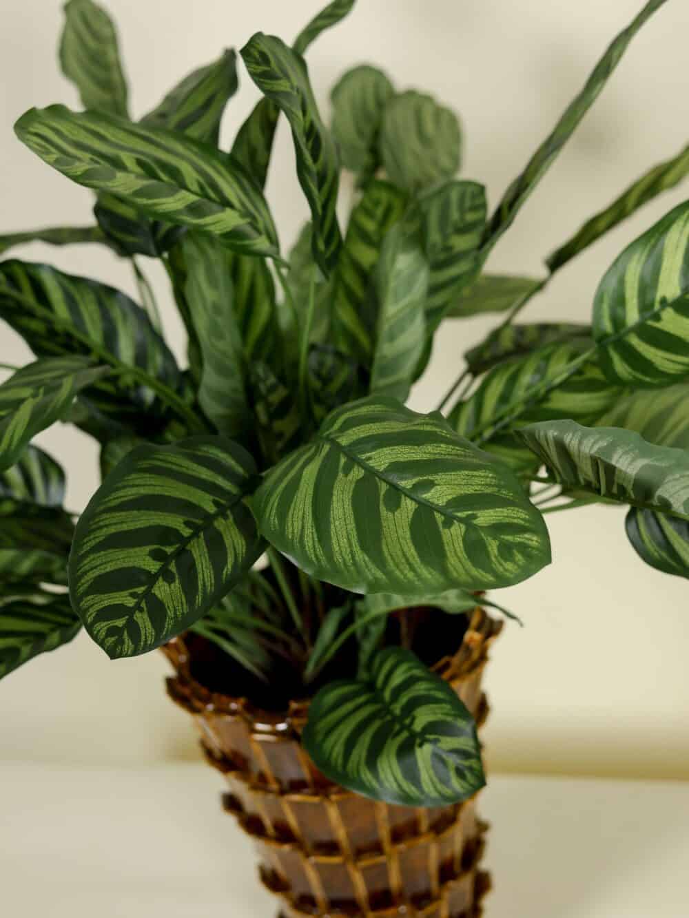 Kunstplant Calathea Makoyana 78cm