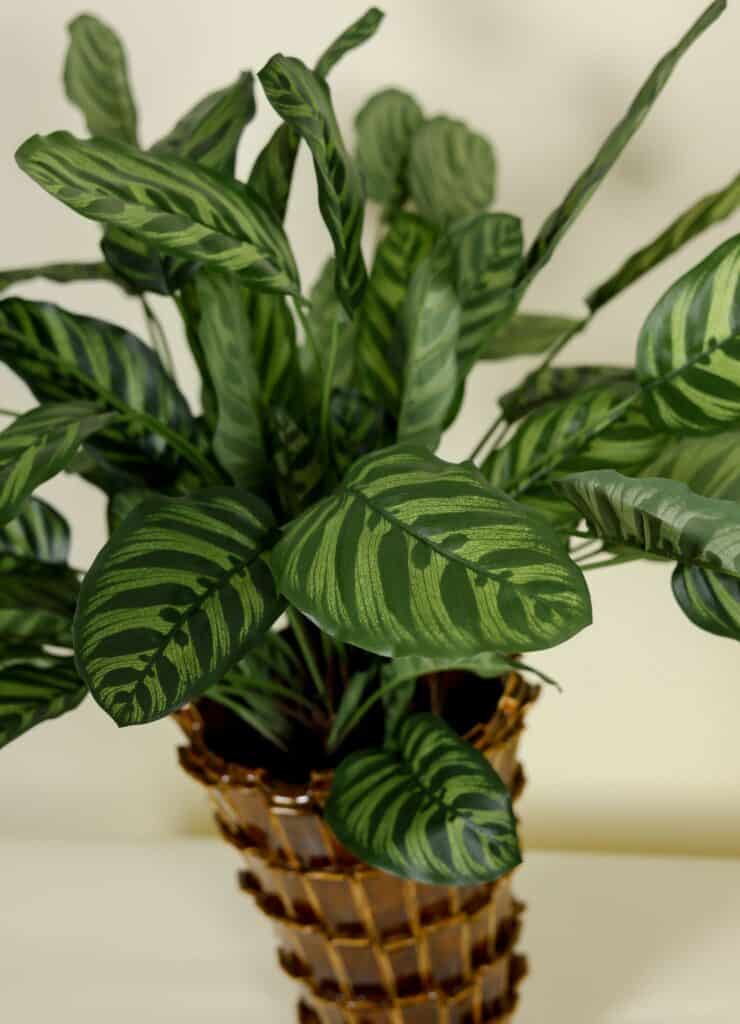 Kunstplant Calathea Makoyana 78cm