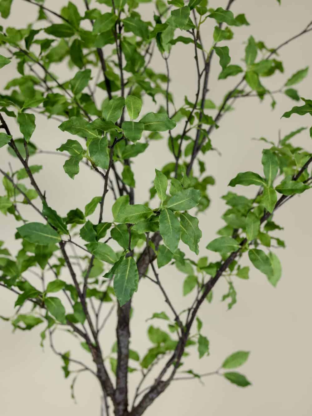 kunstboom Pittosporum in Pot 165cm