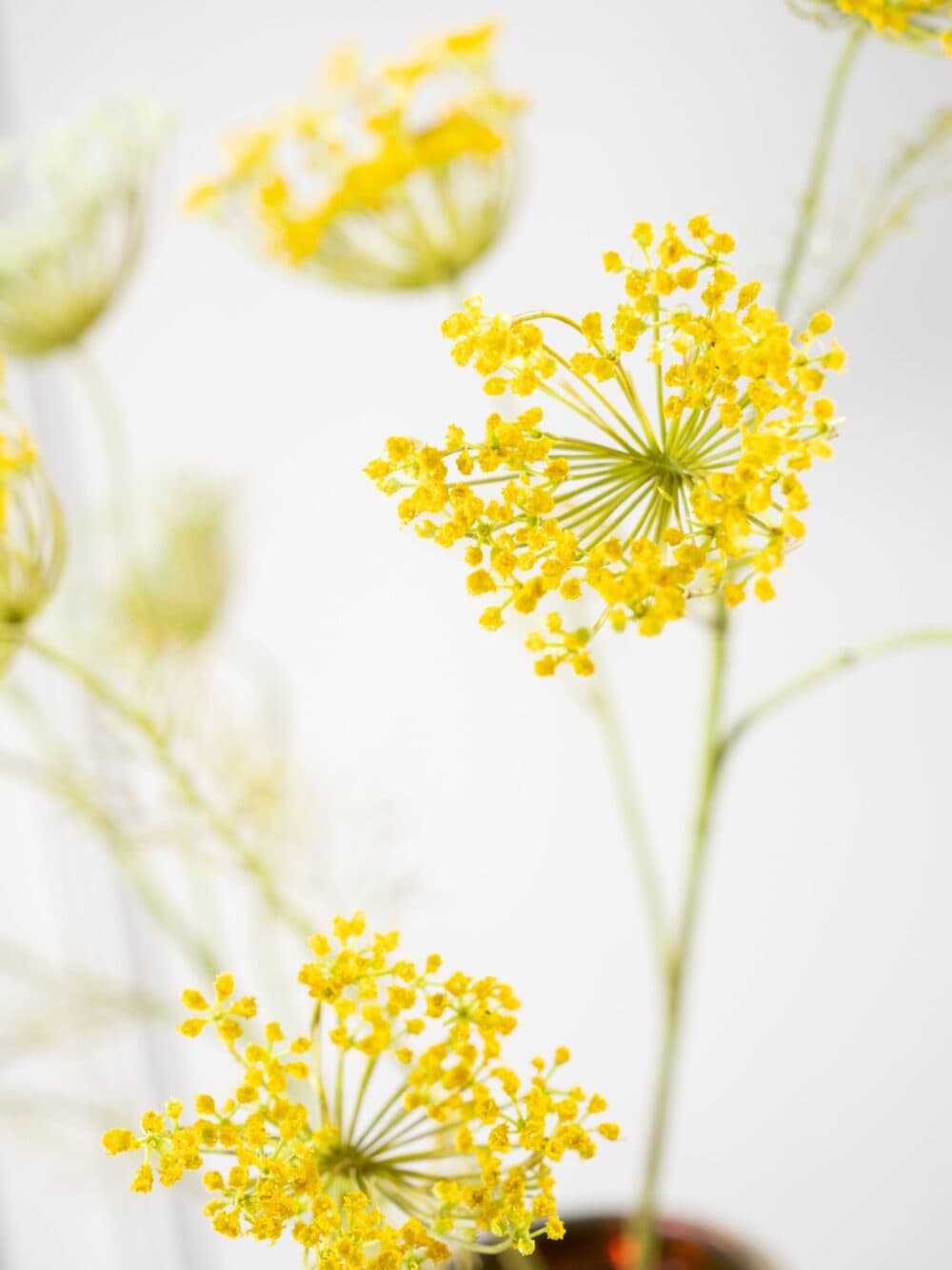 Dille tak Silk-ka Geel 105cm