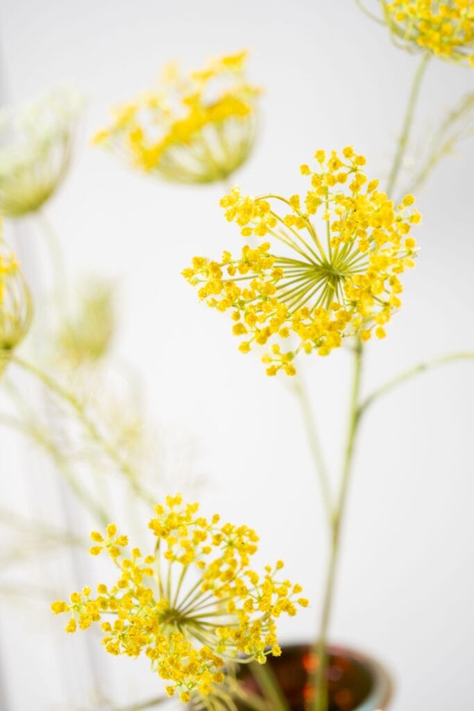 Dille tak Silk-ka Geel 105cm