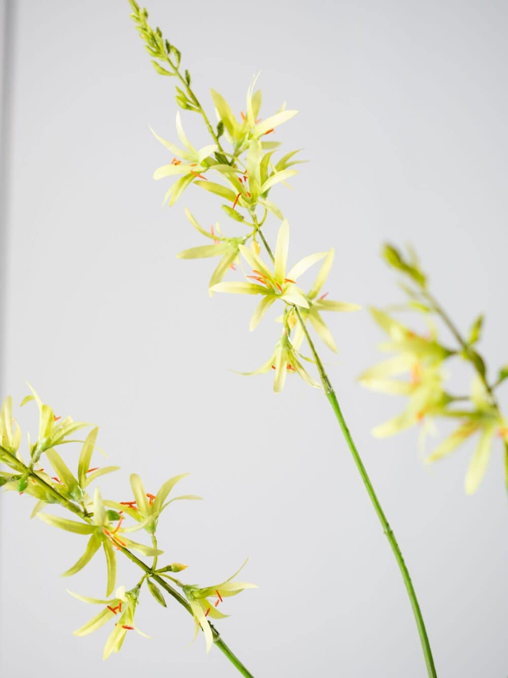 CROCOSMIA TAK GROEN 95 cm