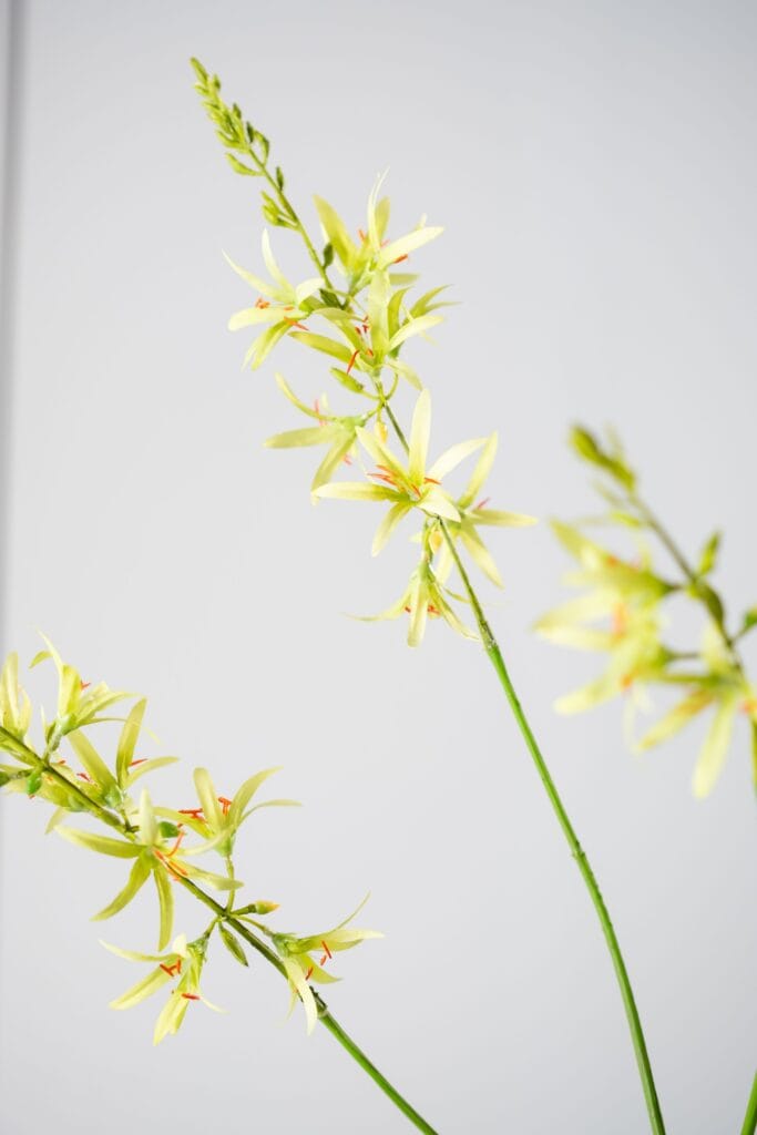 CROCOSMIA TAK GROEN 95 cm